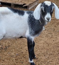 Mini Nubian goats for sale in Colorado